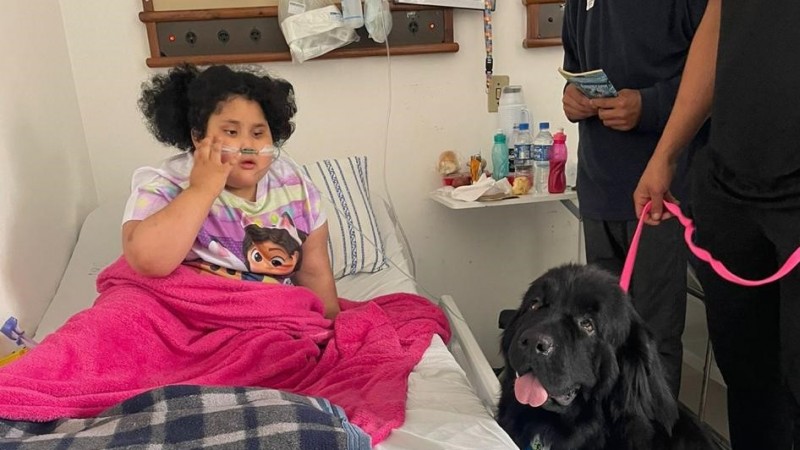 Um quarto de hospital com uma criança acamada,  uma canina preta da raça Terra Nova, de tamanho grande com coleira cor de rosa sendo segurada por uma mão de um homem 